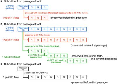 Repeated and long-term cryopreservation of primary bovine myogenic cells to maintain quality in biomimetic cultured meat
